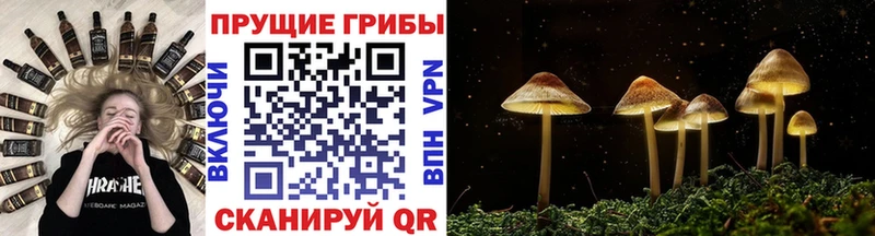 blacksprut ССЫЛКА Фролово Псилоцибиновые грибы Psilocybine cubensis купить наркоту